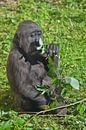 Ein süßer, sich berührender junger Gorilla-Teenager sitzt auf dem Gras und frisst Blätter, ein junge von Michael Semenov Miniaturansicht