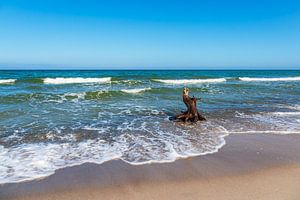 Baumstamm und Wellen am Weststrand auf dem Fischland-Darß