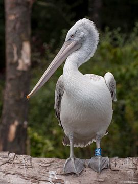 Pelikan : Tierpark Amersfoort von Loek Lobel