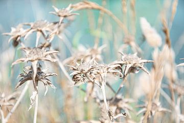 Fleurs desséchées sur Bianca ter Riet