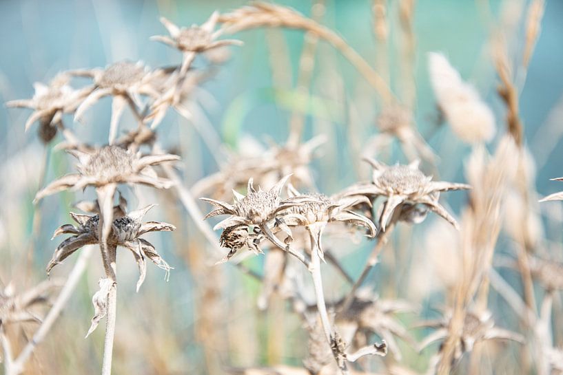 Fleurs desséchées par Bianca ter Riet