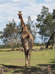 Giraffe op rug safari van Sanne Bakker