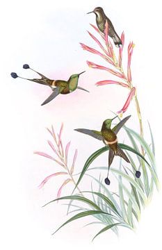 Racket-Tail, John Gould van Hummingbirds