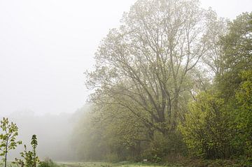 grote boom in de mist van Tania Perneel