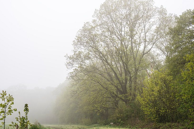 grand arbre dans le brouillard par Tania Perneel