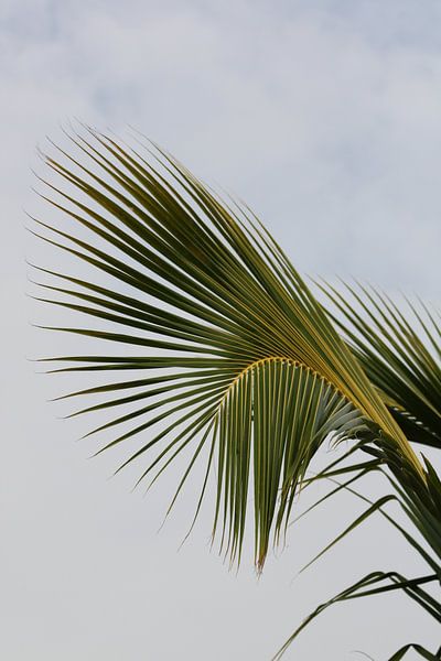 Curvy palmleaf by Jelle Ursem