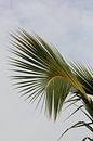 Curvy palmleaf by Jelle Ursem thumbnail