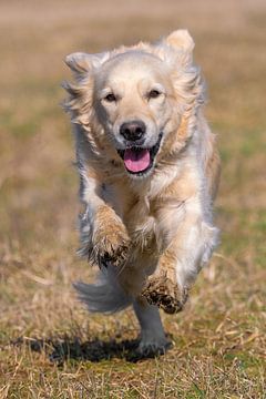 Golden Retriever van Silvio Schoisswohl