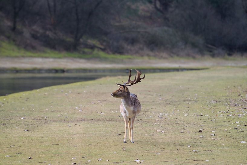 Damhert Amsterdam Water Supply Dunes by Merijn Loch