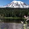 Mount Rainier National Park van MirjamCornelissen - Fotografie