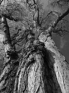 Tree Magic 123