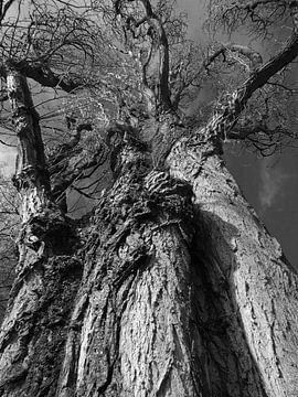 Tree Magic 123 van MoArt (Maurice Heuts)