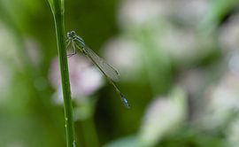 libellule à queue bleue