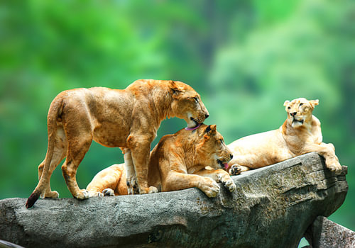 Lioness Pride Resting on Rock | Wall Art Print