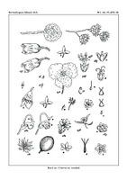 flores notitia larva en voedsel