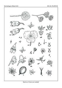 flores notitia Larve und Nahrung