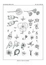 flores notitia larva and food by Zoë Hoetmer thumbnail