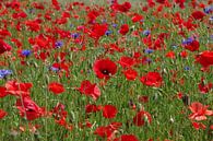 Rote Mohnblumen und blaue Kornblumen von cuhle-fotos Miniaturansicht