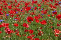 Rote Mohnblumen und blaue Kornblumen