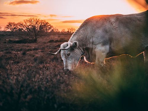 Charolais Cow on the Heath