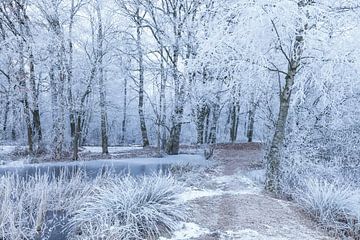 Glazed frost in the forest by Karla Leeftink