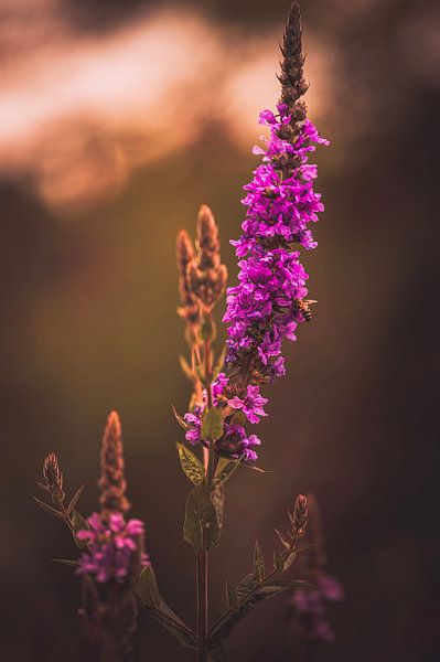 Cat's tail in the evening light. by Robby's fotografie