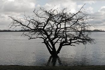 Einsamer Baum im Wasser