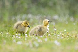 jeunes oisons sur Ina Hendriks-Schaafsma