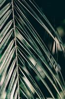 Tropisch Palmboom blad close-up | Donker groen print | Portugal Reis f