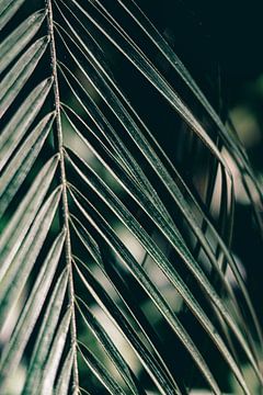 Tropisches Palmenblatt Nahaufnahme | Dunkelgrüner Druck | Portugal Reisefotografie Kunstdruck von AIM52 Shop