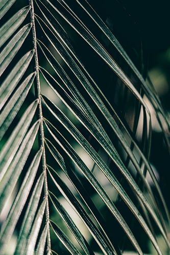 Tropical Palm Tree Leaf Close-Up | Dark Green Print | Portugal Travel Photography Art Print