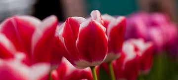 Tulp 6 van Arjan Benders