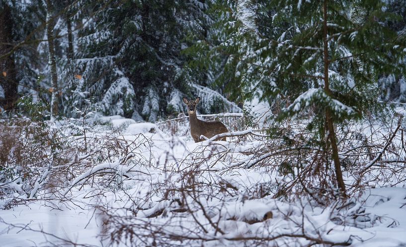 Jeune cerf dans la neige par Bassie's winkel