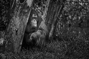 Orang-Utan