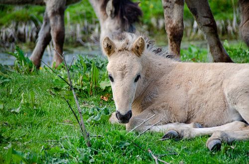 Koninkpaard veulen in de oostvaardersplassen