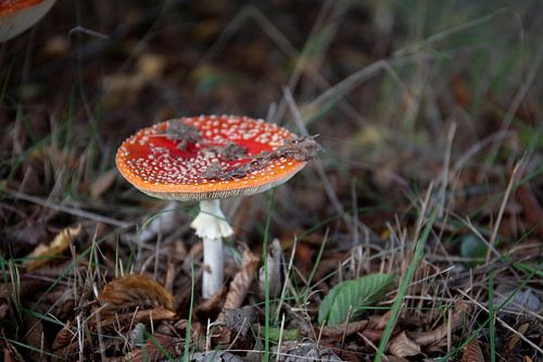 De kleuren van de herfst in verschillende pracht