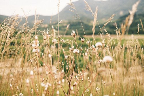 Grass in France with out of focus background