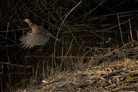 le faisan vole sur sur Eric van Nieuwland