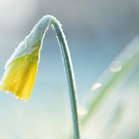 Narcis in de winter met rijp van Lindy Hageman