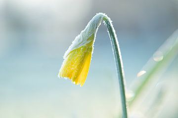 Narcis in de winter met rijp by Lindy Hageman