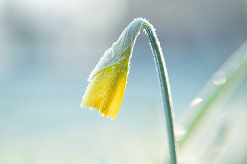 Narcis in de winter met rijp