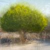 Majestätischer Baum auf einem Platz von Maren Müller Photography