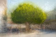 Majestätischer Baum auf einem Platz von Maren Müller Photography Miniaturansicht