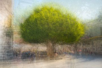 Majestueuze boom op een plein van Maren Müller Photography