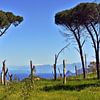 Vue depuis le Monte Pellegrino sur l'Etna, en Sicile sur Silva Wischeropp