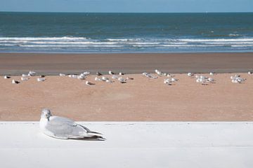 Seagull at the beach in Westende - Belgium sur Tamara Witjes