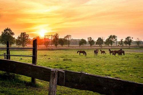 Paarden in de wei tijdens zonsondergang
