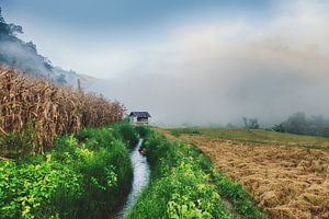 Harvest season