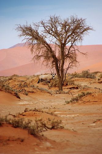 NAMIBIË ... Sossusvlei Oryx I