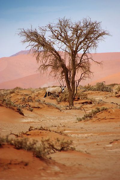 NAMIBIA ... Sossusvlei Oryx I van Meleah Fotografie